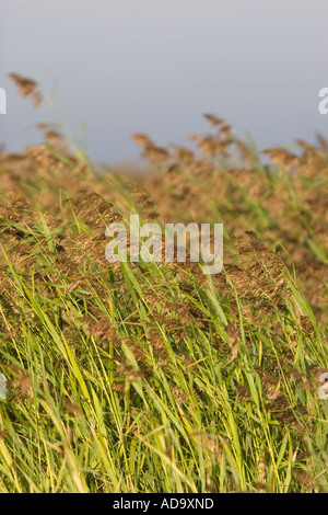 Dense de canne à sucre fraîche au bord de la mer , Finlande Banque D'Images