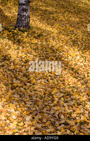 Feuilles de bouleau jaune tombé sur le sol à l'automne Banque D'Images
