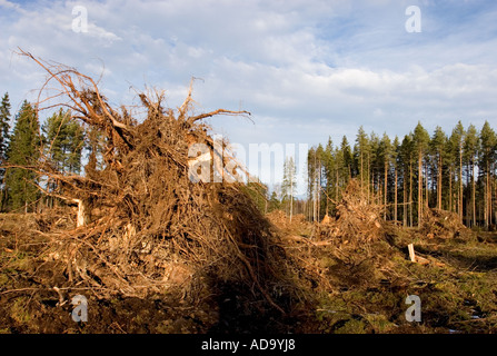 Des tas de déchets d'abattage et de biomasse dans une zone de coupe claire ( racines , tiges de racines et souches d'arbres ) . Plus tard brûlé dans une centrale électrique. , Finlande Banque D'Images