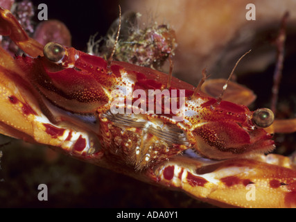 Natation les crabes (Portunidae), portrait, l'Indonésie, Manado Banque D'Images