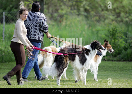 Barzoi (Canis lupus f. familiaris), trois individus marche, Allemagne Banque D'Images