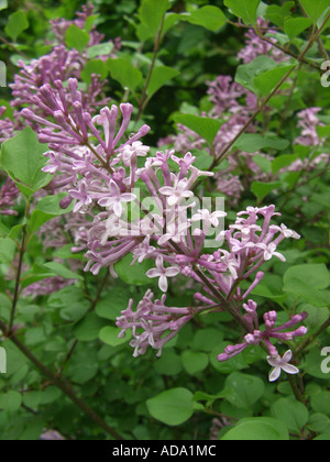 Lilas (Syringa Meyeri coréen), inflorescence Banque D'Images