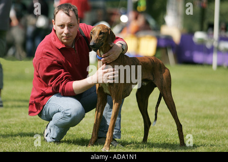 Azawakh (Canis lupus f. familiaris), avant la course, Allemagne Banque D'Images