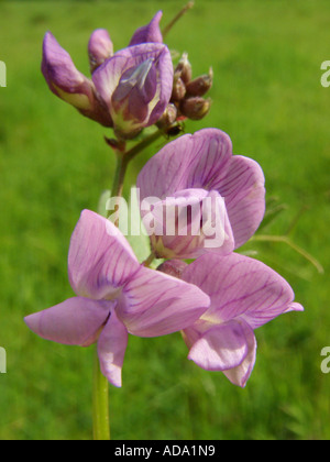 La vesce (Vicia sepium bush), l'inflorescence Banque D'Images