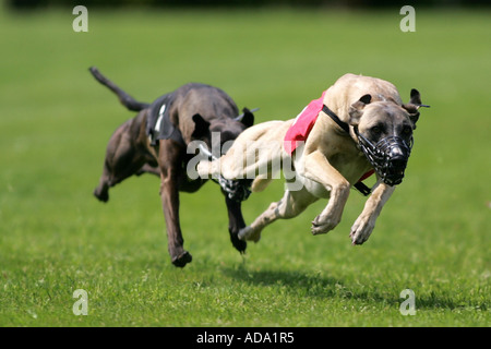 Whippet (Canis lupus f. familiaris), en course, Allemagne Banque D'Images