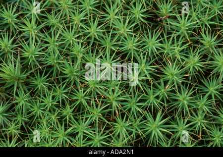 Les cheveux de Juniper (mousse Polytrichum juniperinum), l'Allemagne, les gamétophytes, Rhénanie du Nord-Westphalie Banque D'Images