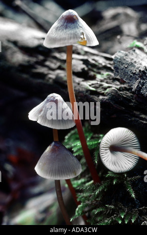 Saffrondrop bonnet (Mycena crocata), au sol des forêts Banque D'Images