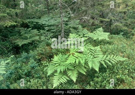 Fougère aigle (Pteridium aquilinum), dans une forêt naturelle Banque D'Images