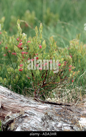Myrtille, bleuet nain, Huckleberry, faible billberry (Vaccinium myrtillus), les fleurs Banque D'Images