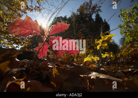Le chêne rouge (Quercus rubra), forêt d'automne, Allemagne Banque D'Images