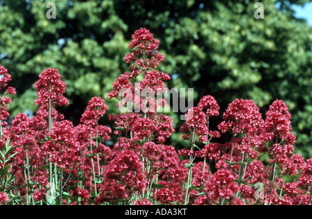 La valériane rouge (Centranthus ruber), inflorescences Banque D'Images