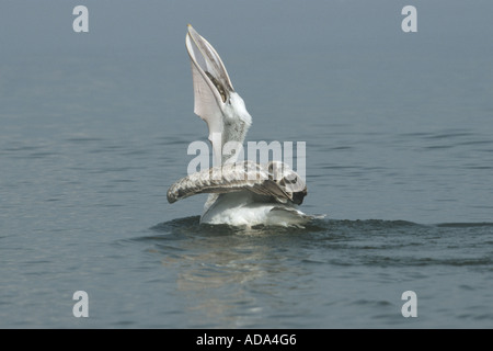 Pélican frisé (Pelecanus crispus), l'ingestion de poissons capturés, Grèce Banque D'Images