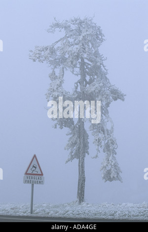 Pin sylvestre, le pin sylvestre (Pinus sylvestris), seul arbre couvert de givre dans le brouillard, France, Obergailbach Banque D'Images