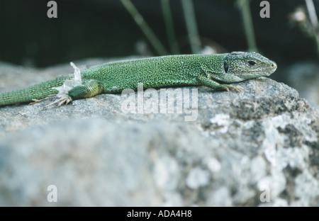 Lézard vert, lézard émeraude (Lacerta viridis), bains de soleil, avec les ter de l'écorcher, Grèce Banque D'Images