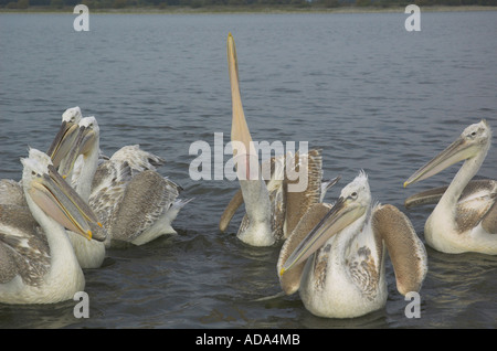 Pélican frisé (Pelecanus crispus), groupe en attente sur abandonend de poisson par les pêcheurs. Un animal avaler les poissons capturés, Gree Banque D'Images