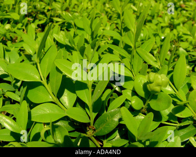 Common box, le buis (Buxus sempervirens), brindilles Banque D'Images