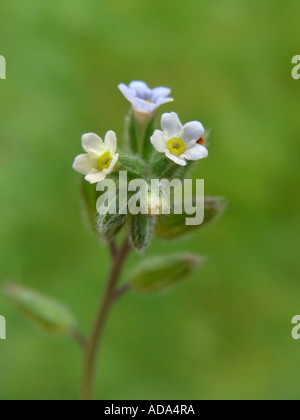 Jaune et bleu forget-me-not, modification de forget-me-not (Myosotis discolor), inflorescence Banque D'Images