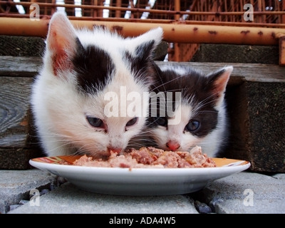 Chat domestique, le chat domestique (Felis silvestris catus) f., deux chats qui se nourrissent de viande, Allemagne Banque D'Images