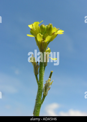 Moutarde de couverture commune, pubescentes-pod moutarde de couverture (Sisymbrium officinale), inflorescence contre le ciel bleu Banque D'Images