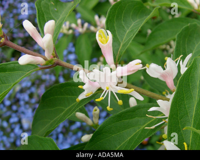 Chèvrefeuille (Lonicera maackii Amur), fleurs Banque D'Images