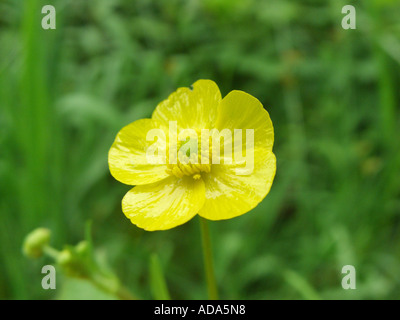 La renoncule rampante, Ranunculus flammula spearwort (moindre), fleur Banque D'Images