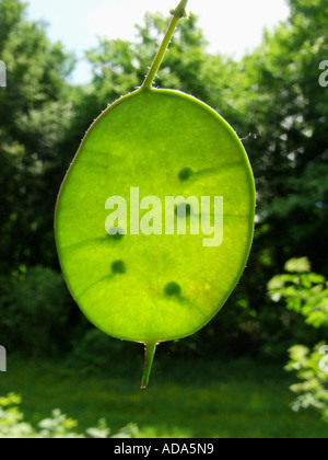 L'honnêteté (Lunaria annua), fruit (silicula) à rétro-éclairage Banque D'Images