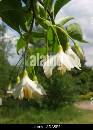 Snowbell japonais (Styrax japonicus, Styrax japonicum), fleurs Banque D'Images