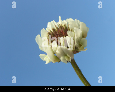 Le trèfle blanc (Trifolium repens), inflorescence contre le ciel bleu Banque D'Images