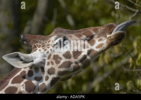 Girafe (Giraffa camelopardalis), la recherche quitte Banque D'Images