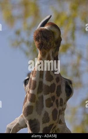 Girafe (Giraffa camelopardalis), la recherche quitte Banque D'Images