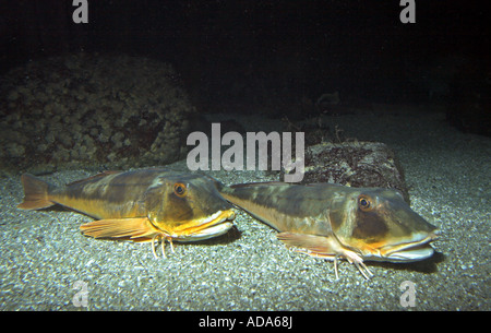 Grondin, sapphirine (Trigla lucerna Grondin, Chelidonichthys lucerna) Banque D'Images