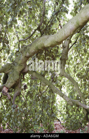 Hêtre pleureur (Fagus sylvatica 'pendula'), arbre dans le jardin du palais Ippenburg, Allemagne, basse-Saxe Banque D'Images