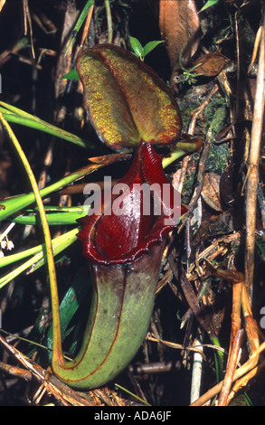 La sarracénie pourpre (Nepenthes rajah), feuilles de forme tubulaire, Malaisie, Bornéo, le Mont Kinabalu Banque D'Images