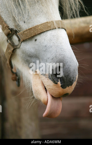 Cheval domestique (Equus caballus przewalskii. f), le museau Banque D'Images