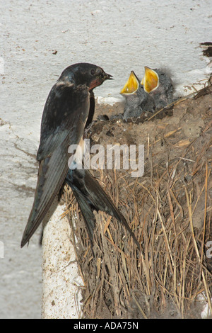 L'hirondelle rustique (Hirundo rustica), l'alimentation, de l'Allemagne, la mendicité youngs Bavière Banque D'Images