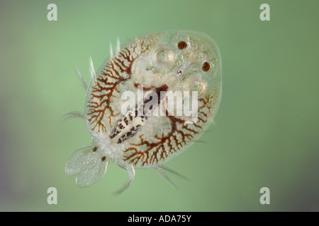 Le pou de la carpe (Argulus foliaceus cf. vue arrière), natation, Allemagne, Bavière, Chiemsee Banque D'Images