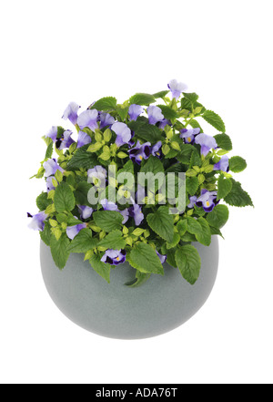 Bluewings, Wishbone Flower (Torenia fournieri 'Rose', Torenia fournieri Rose), plante en pot Banque D'Images