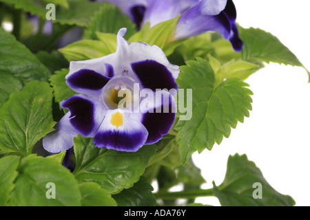 Bluewings, Wishbone Flower (Torenia fournieri 'Rose', Torenia fournieri Rose), fleur Banque D'Images