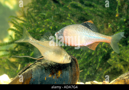 (Bitterling Rhodeus amarus, Rhodeus sericeus), plus de couple, femme de moules avec une mâle papille génitale, l'Allemagne, la Bavière Banque D'Images