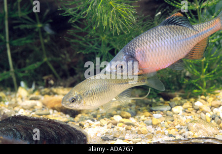 (Bitterling Rhodeus amarus, Rhodeus sericeus), plus de couple, femme de moules avec une mâle papille génitale, l'Allemagne, la Bavière Banque D'Images