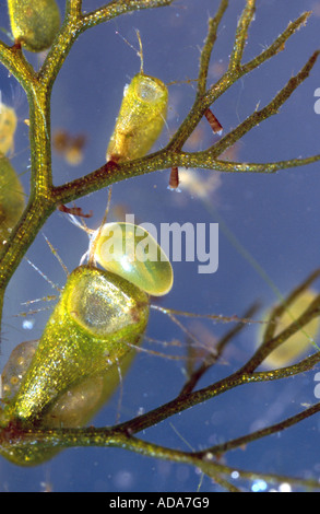 Utriculaire utriculaire commune, une plus grande (Utricularia vulgaris), la crevette de semences assis en face d'un piège de la vessie, de l'Allemagne, Bavari Banque D'Images