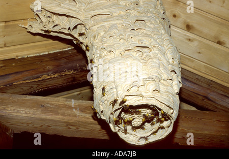 Hornet, brown, hornet hornet Européen (Vespa crabro), 75 cm long nid pendant vers le bas de plafond, l'Allemagne, la Bavière Banque D'Images