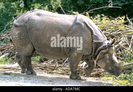 Plus de rhinocéros indien, Indien grand rhinocéros à une corne (Rhinoceros unicornis), debout dans le boîtier Banque D'Images