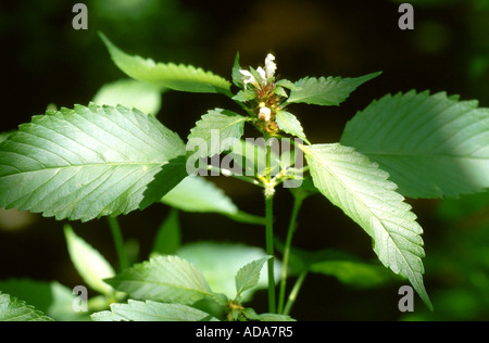 L'ortie, chanvre commun tige fragile-ortie royale (Galeopsis tetrahit), blooming Banque D'Images