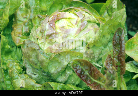 La laitue iceberg, laitue (Lactuca sativa glace convar. incocta, Lactuca sativa var. capitata), la tête de laitue Banque D'Images