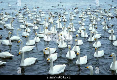 Cygne chanteur (Cygnus cygnus), Groupe sur le lac, le Japon, l'Hokkaido Banque D'Images