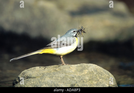 Bergeronnette des ruisseaux (Motacilla cinerea), homme, avec les insectes capturés dans son projet de loi, l'Allemagne, Westerwald, Lippe Banque D'Images