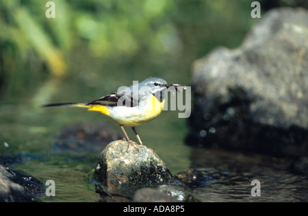 Bergeronnette des ruisseaux (Motacilla cinerea), homme, avec les insectes capturés dans son projet de loi, l'Allemagne, Westerwald, Lippe Banque D'Images