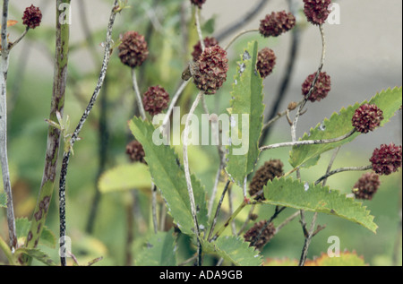 Pimprenelle (Sanguisorba officinalis), les inflorescences fanées Banque D'Images