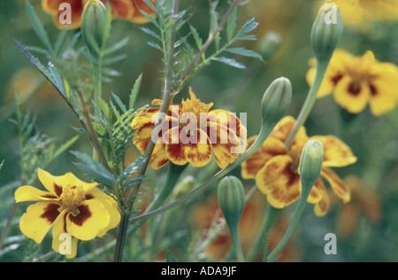 Oeillet d'Inde (Tagetes patula), inflorescences Banque D'Images